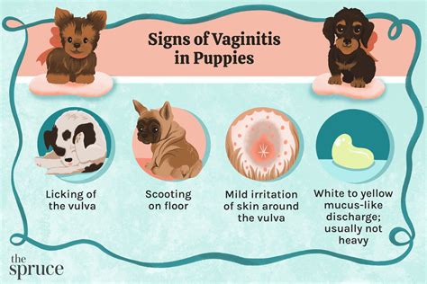 Brown Discharge from Female Dog: What It Means & What to Do